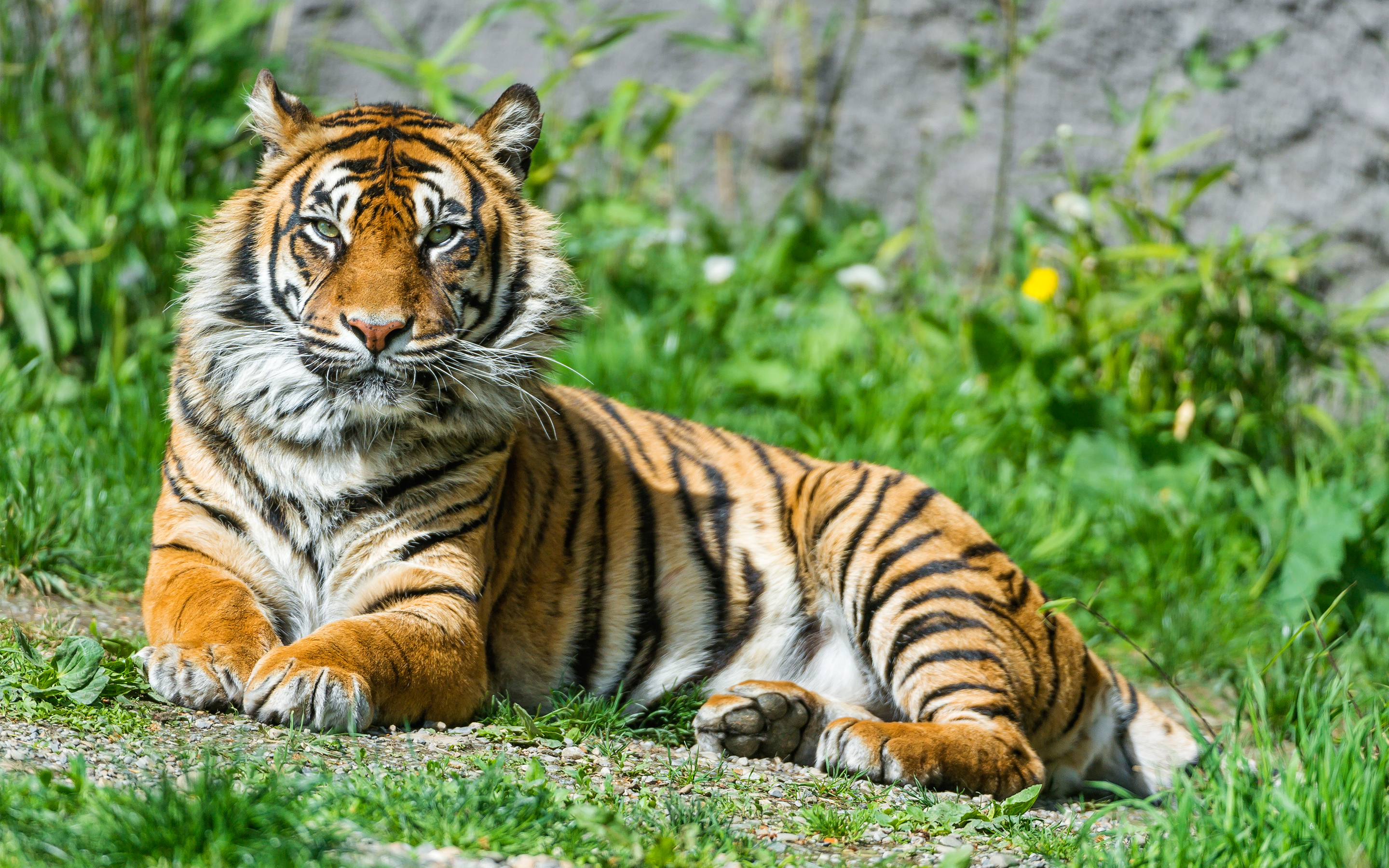 Sumatran Tigress 4K8968515671 - Sumatran Tigress 4K - Tigress, Sumatran, Ladybird